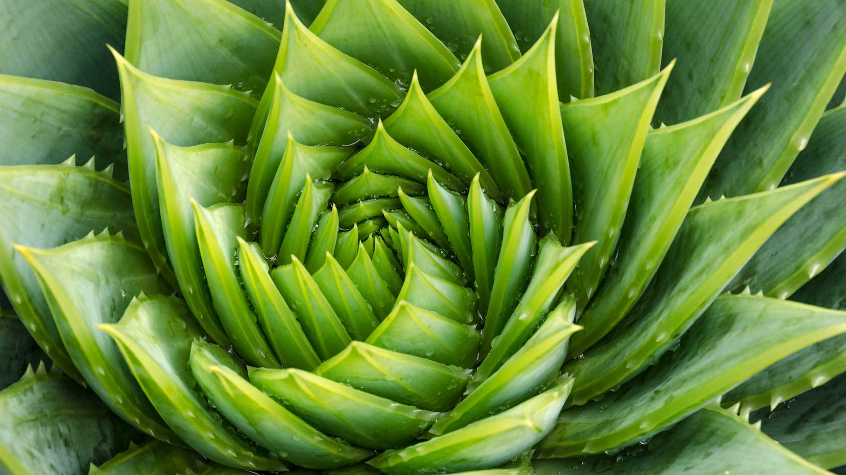 October 27 – Daily Reflections